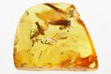 Detailed Fossil Termites, Fungus Gnats, and Mite In Baltic Amber #367243-1